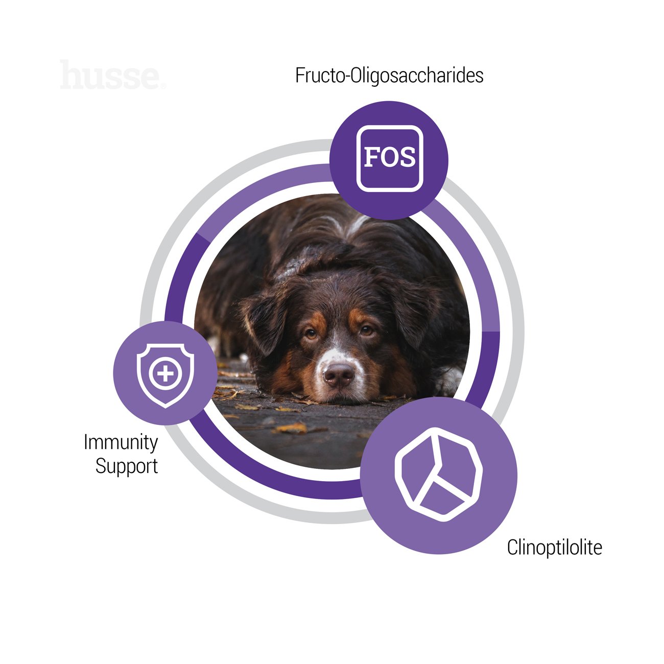 Croquettes pour Chiens Agés | Senior - 12 kg