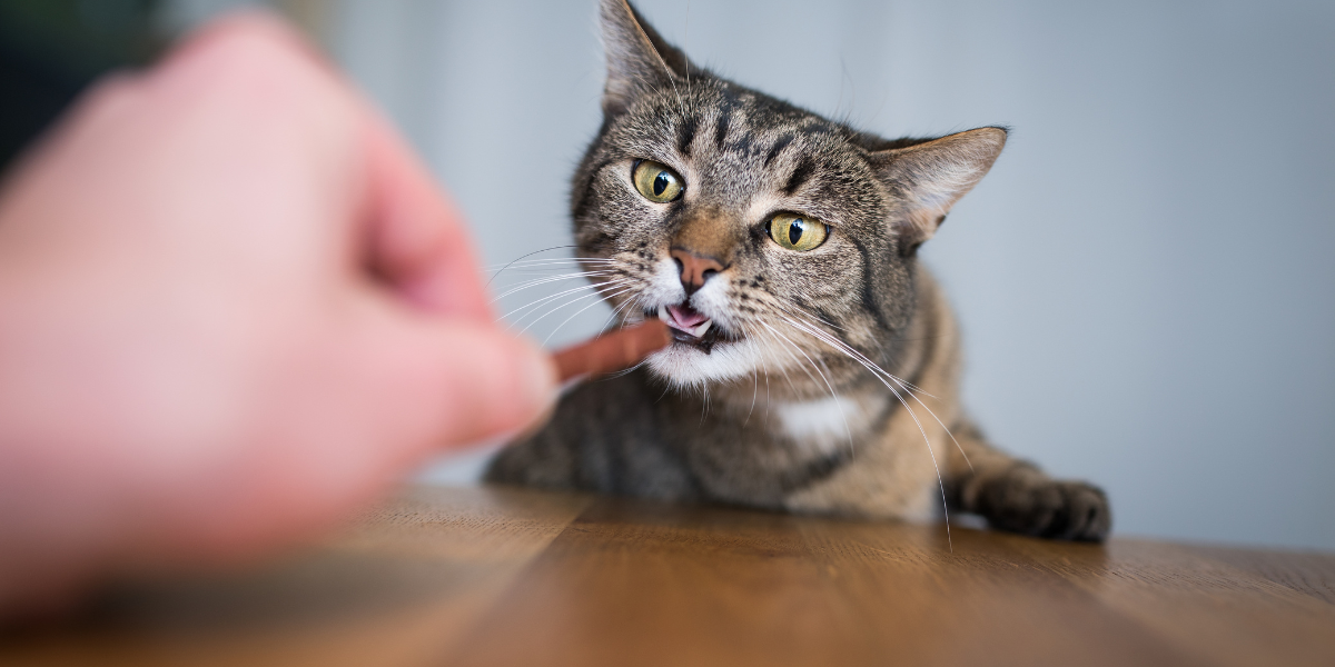 friandises-fonctionnelles-chat-husse