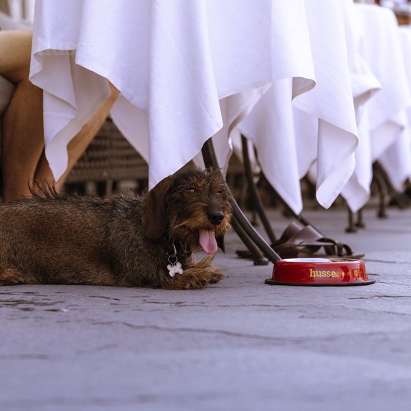 Gamelle pour Chiens et Chats en inox - L