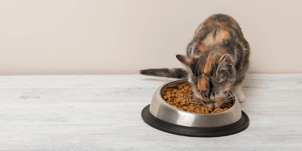 Chat qui mange des croquettes Husse adaptées à ses besoins