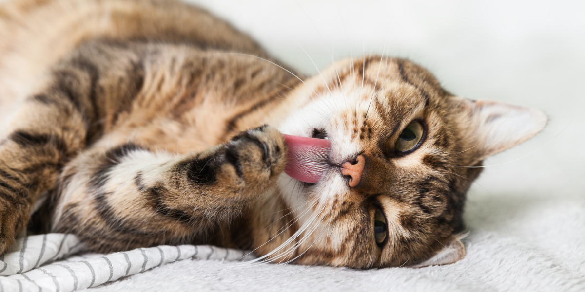 pourquoi-chat-leche-husse