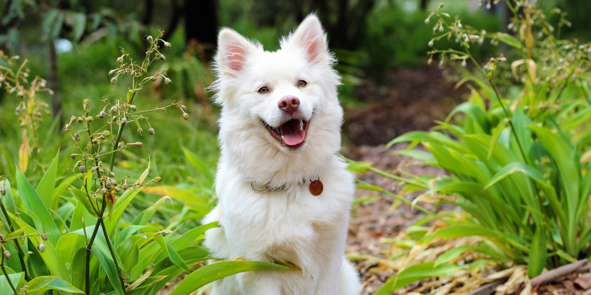 quand-changer-de-nourriture-hussefr
