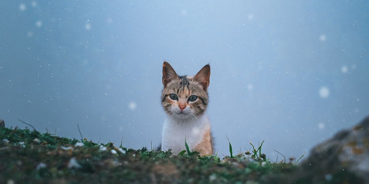 pourquoi-chat-peureux-husse