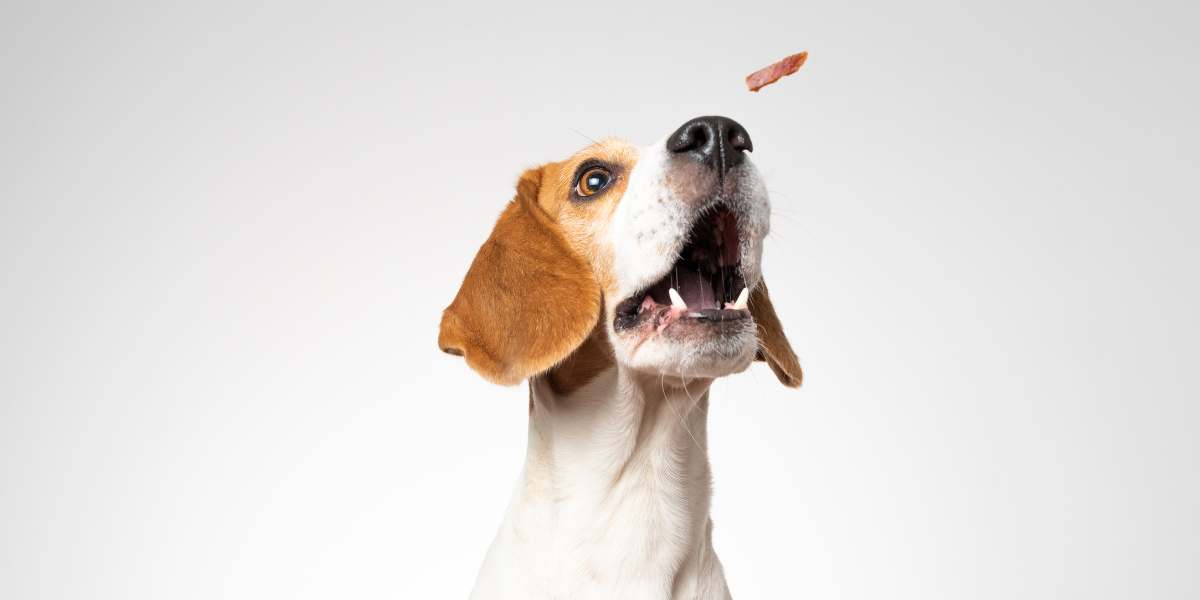 friandises-fonctionnelles-chien-husse