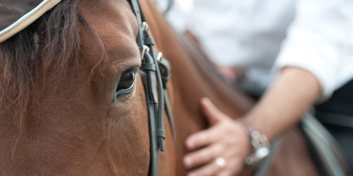 alimentation-cheval-husse