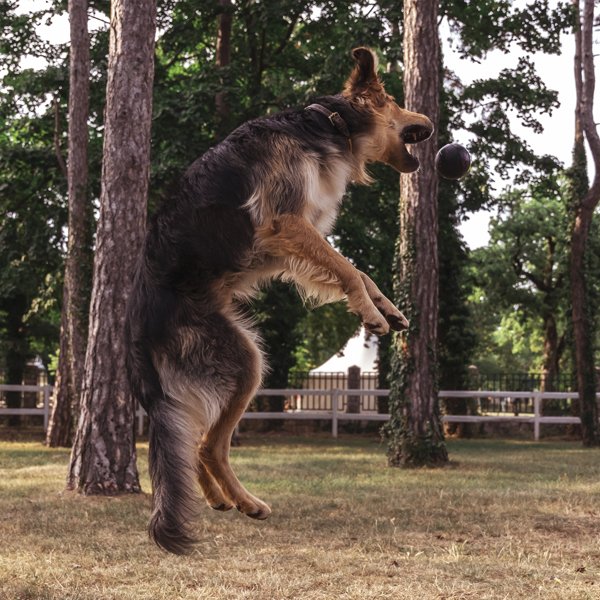 Balle en Caoutchouc pour Chiens | Boll S