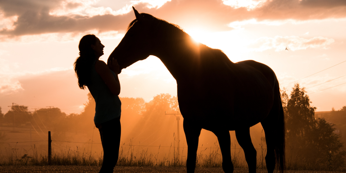 communication-cheval