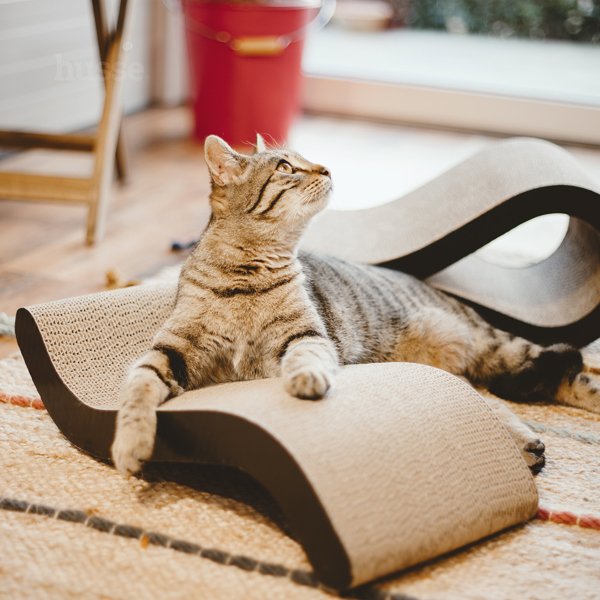 Griffoir pour Chats | Knut