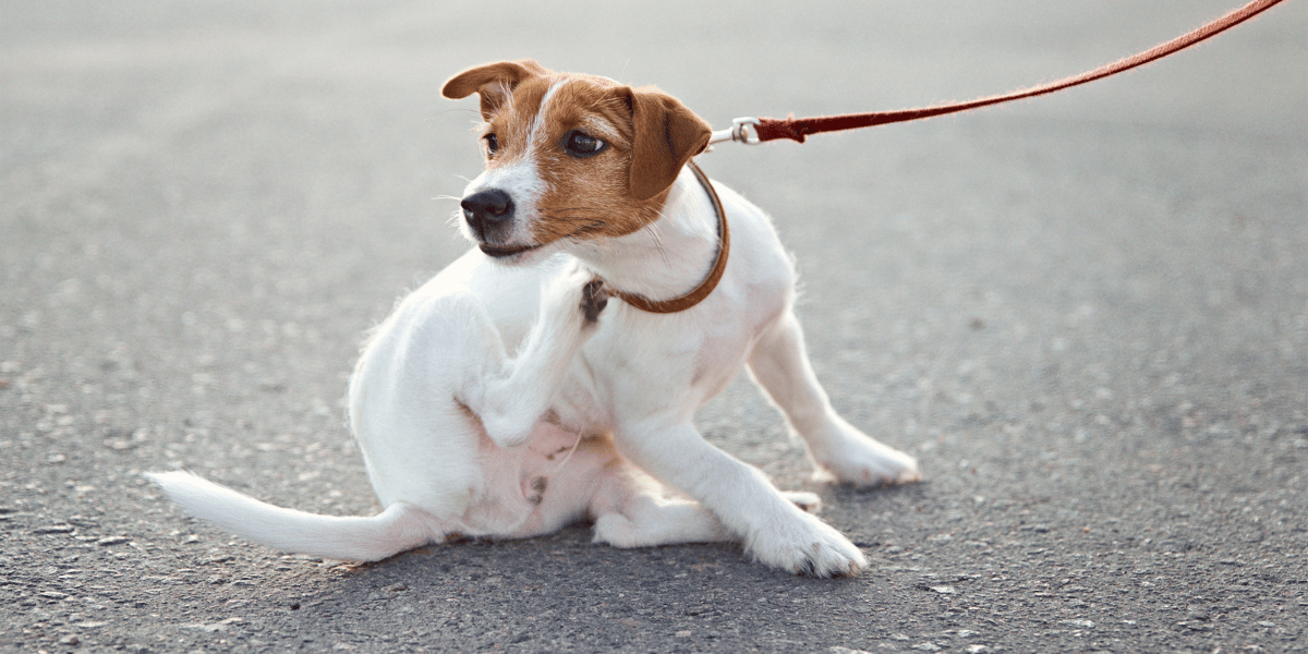 allergie-cutanee-hussefr