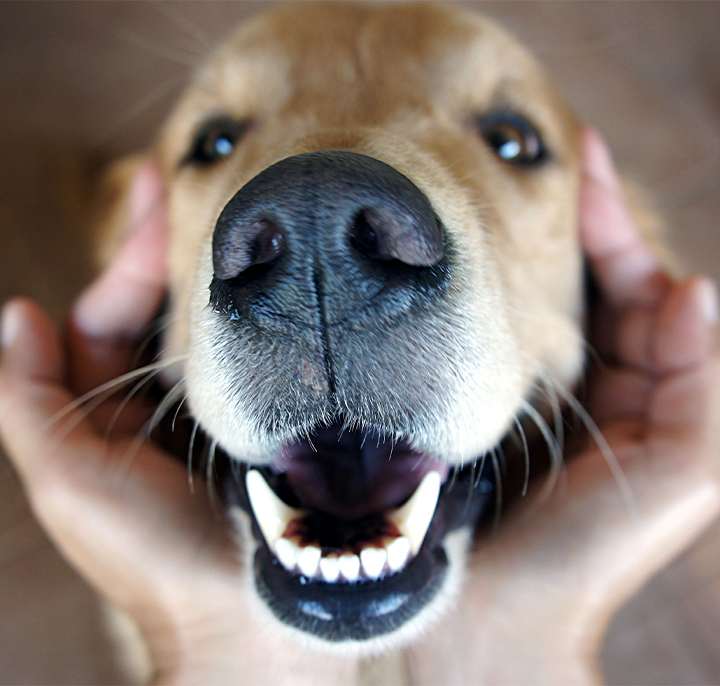 La mauvaise haleine chez le chien