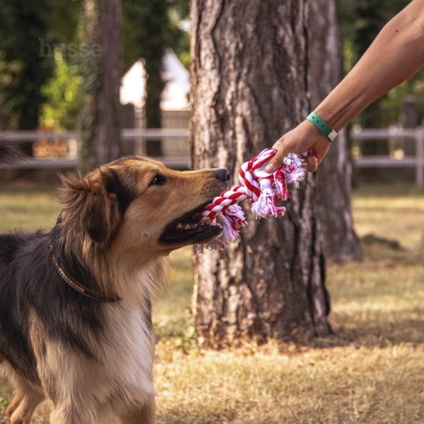 Jouet en Corde pour Chien | Rep L