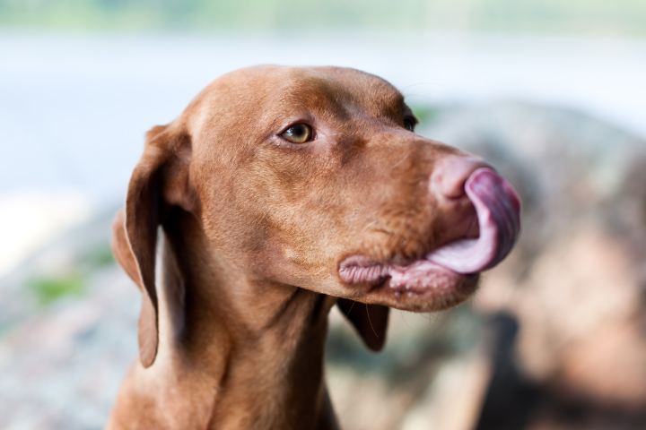 La plaque dentaire chez le chien