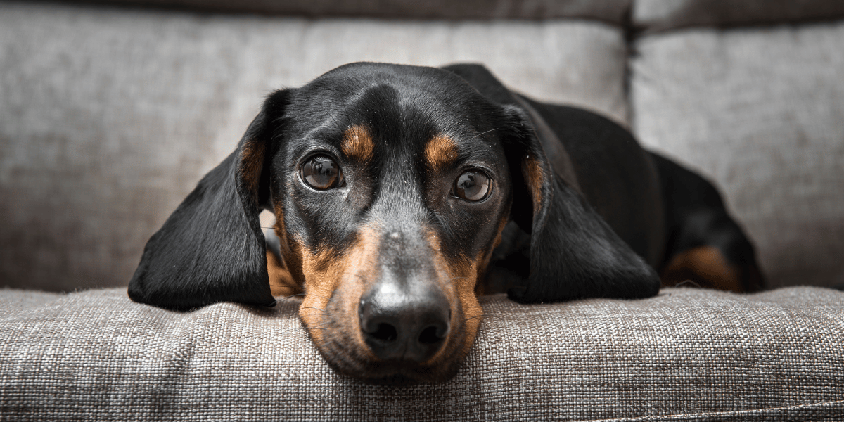 depression-chez-le-chien-hussefr