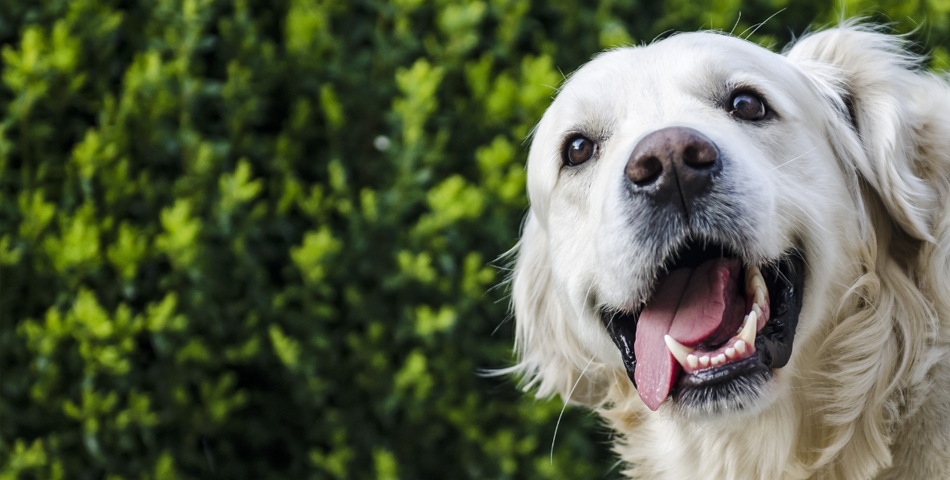 Produits pour l'hygiène dentaire et le dents du chien 