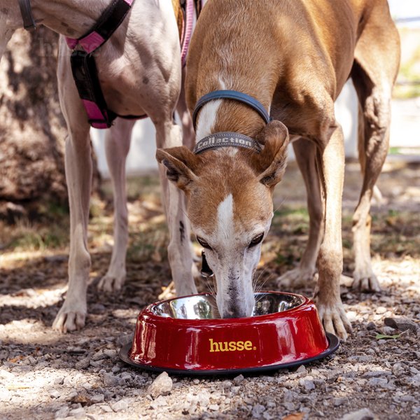 Gamelle pour Chiens et Chats en inox - L