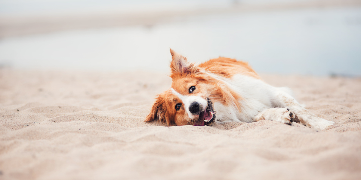 vacances-avec-chien-husse