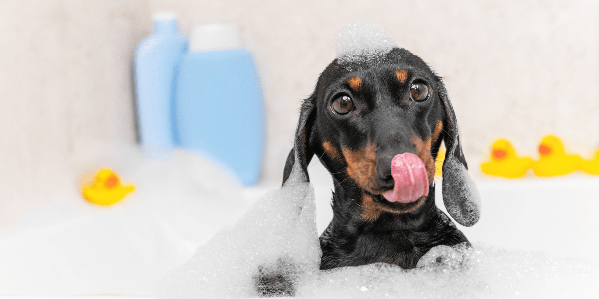 toilettage-chien-hussefr