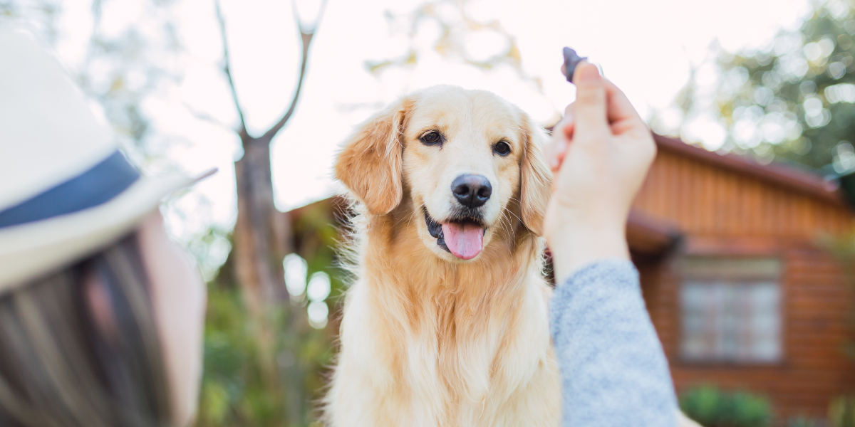 friandises-fonctionnelles-urinaire-chien-husse