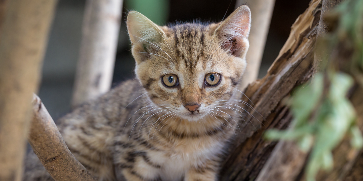 bien-nourrir-chaton-husse