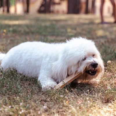 Bâtonnets à Mâcher pour Chiens Adultes | Dental S - 20 pces