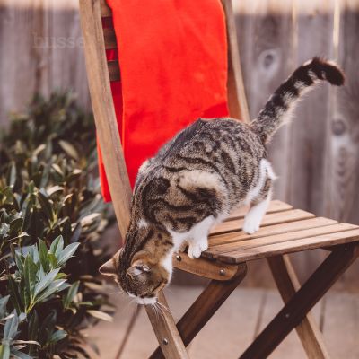 Plaid Polaire pour Chien et Chat | Blanket XL