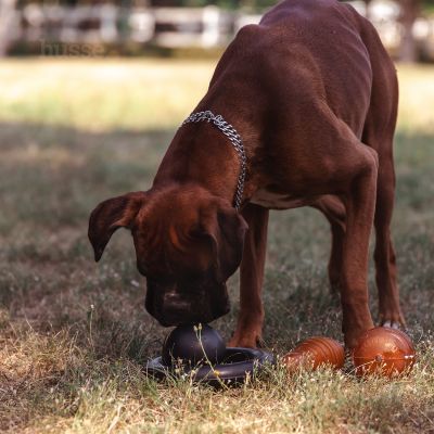 Jouet d'Occupation pour Chien |  Kägel - S
