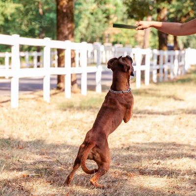 Bâtonnets à Mâcher pour Chiens Adultes | Dental S - 20 pces