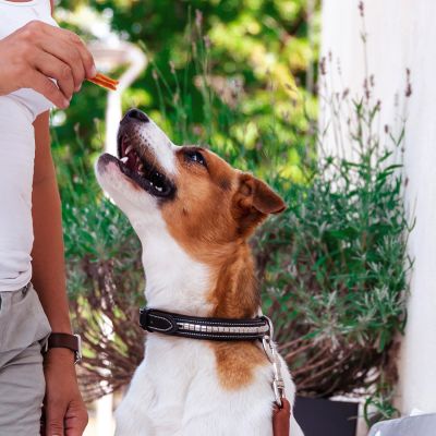 Friandises Soutien des articulations pour Chien | Kycklingfilé - 100g