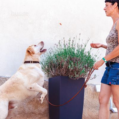 Friandises Soutien des articulations pour Chien | Kycklingfilé - 100g